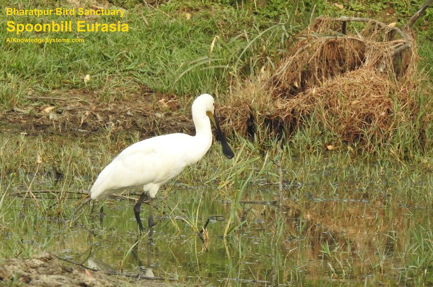 Spoonbill Eurasian (3) Coming Soon